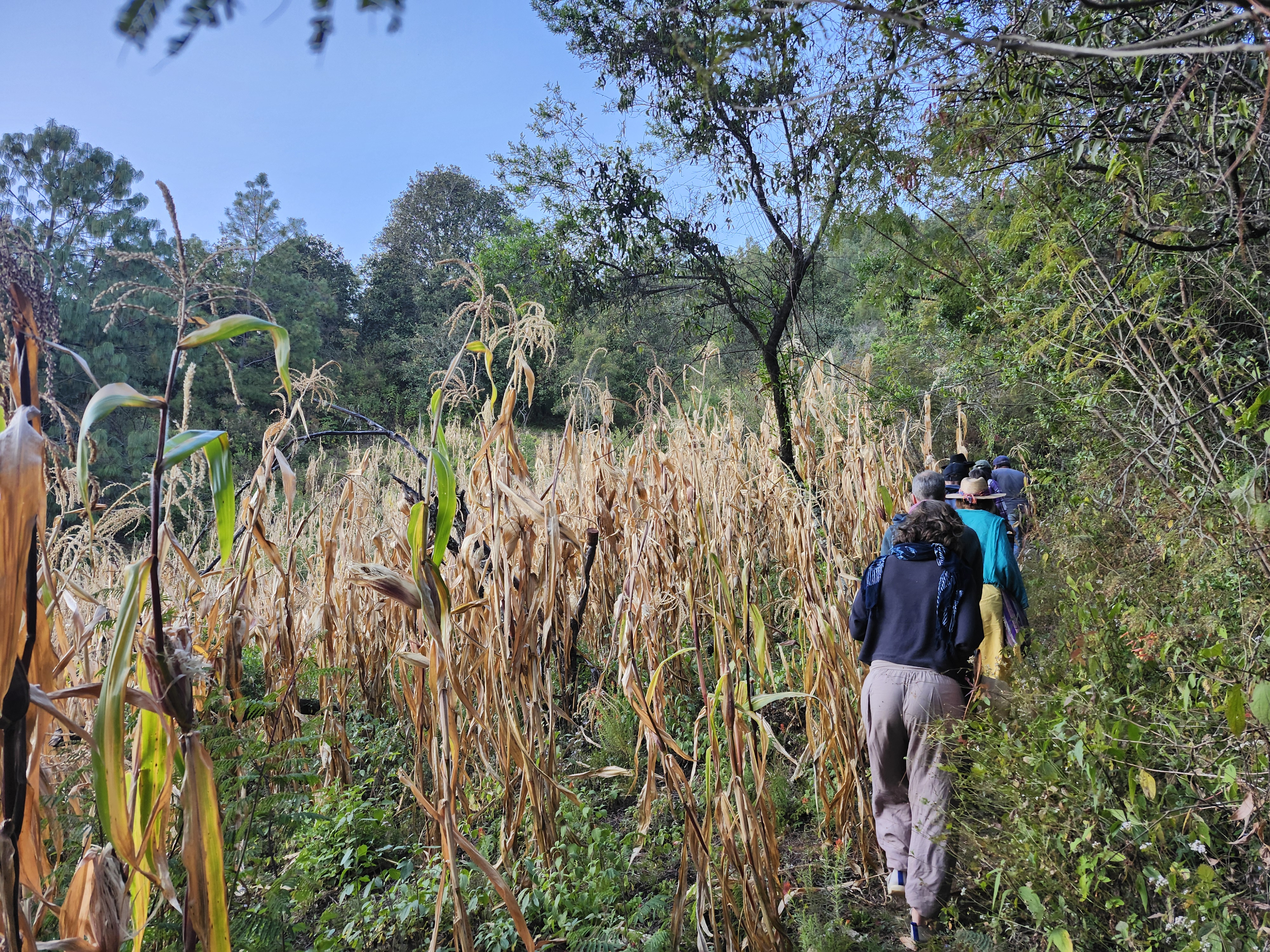 Caminata en el campo